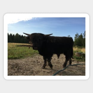 Scottish Highland Cattle Bull 1497 Sticker